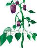 a_purple_bell_pepper_plant_royal-3.jpg