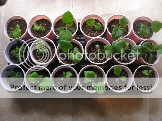 RosaBiancaEggplantsFloridaPetiteRed.jpg