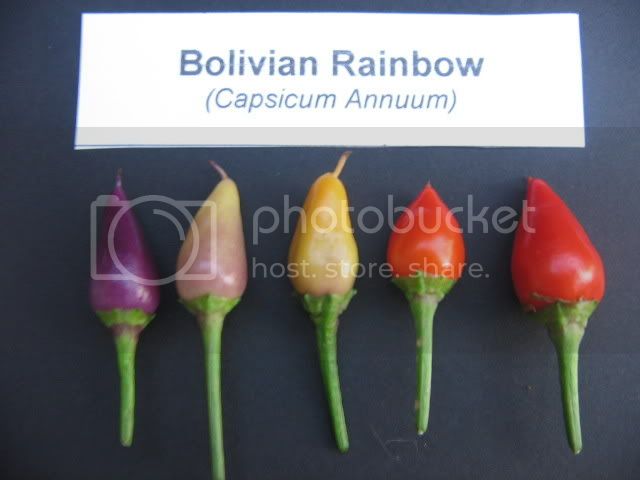BolivianRainbow3.jpg