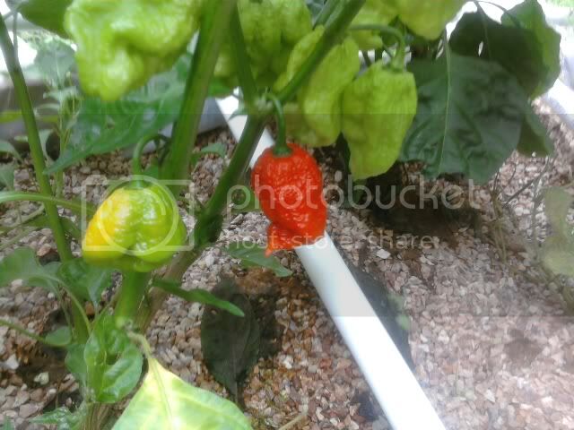 peppers002-5.jpg