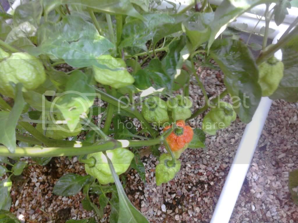 peppers010-1.jpg