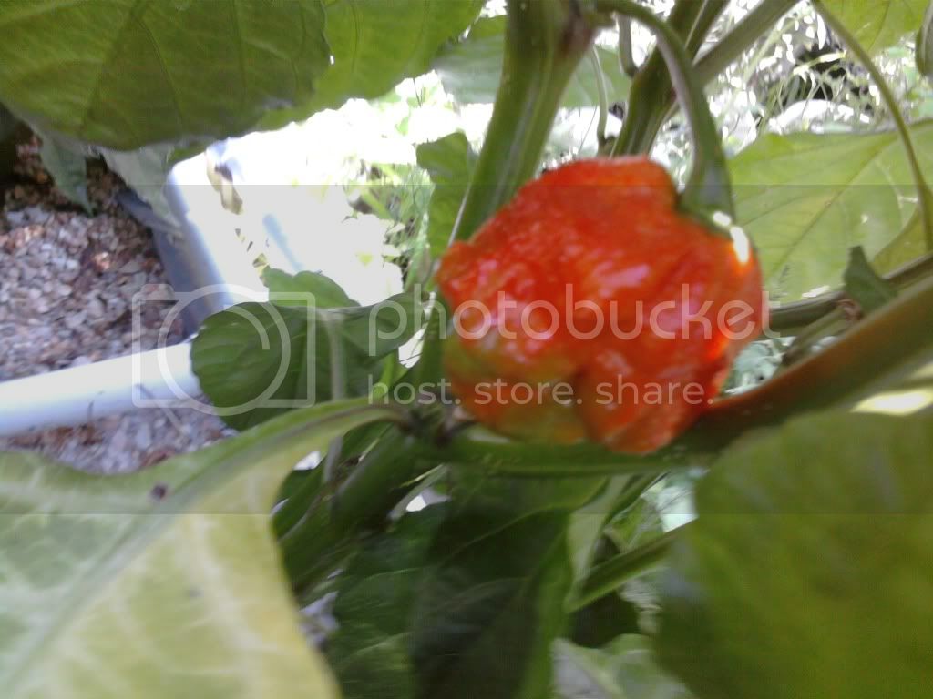 peppers010-2.jpg