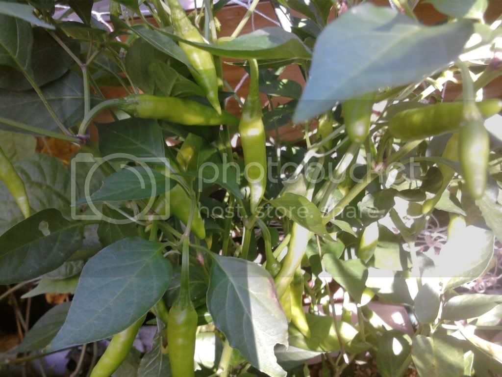 peppers011-1.jpg