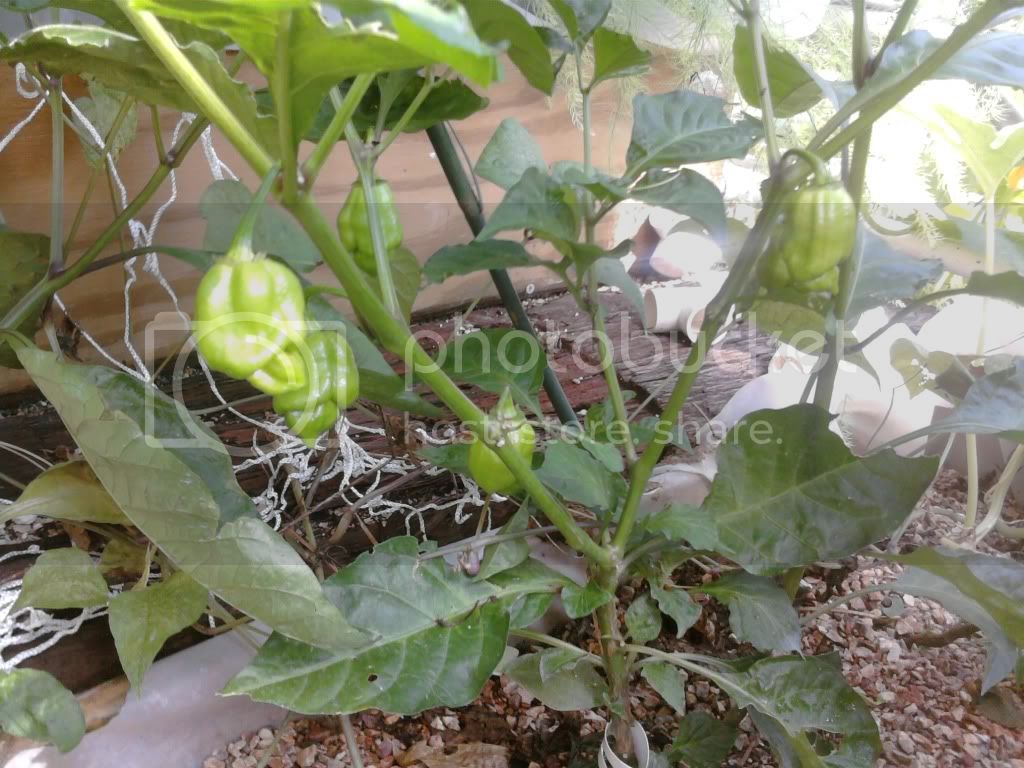 peppers012-1.jpg