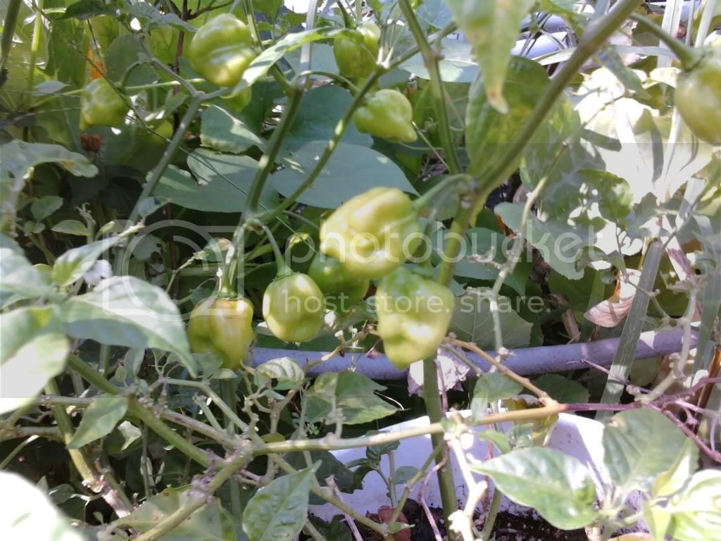 peppers013-2.jpg