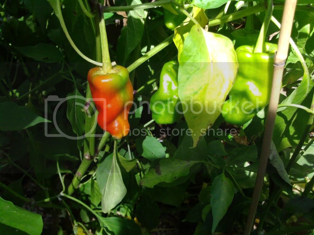 peppers015-2.jpg