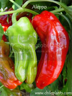aleppo-pepper-plants_zpspvdqc4mc.jpg