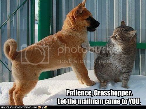 funny-pictures-cat-teaches-dog-patience_zps32f12d1f.jpg