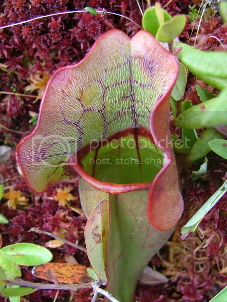 pitcherplant-RL_zpsc9cb2794.jpg