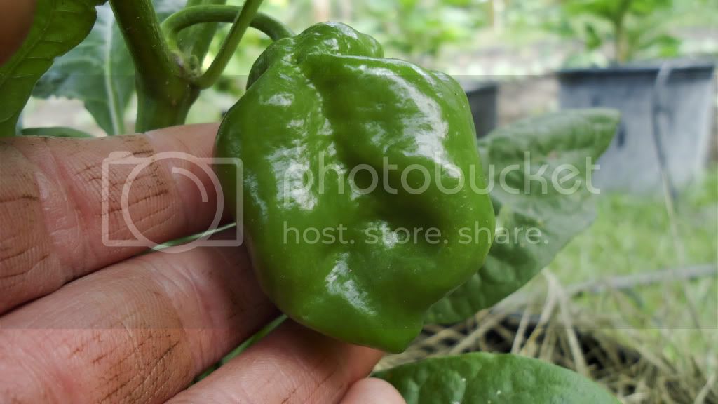 peppers622011-00260.jpg