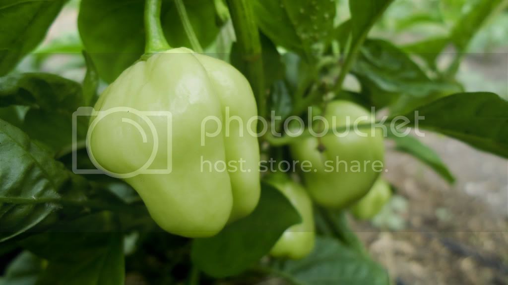 peppers622011-00264.jpg