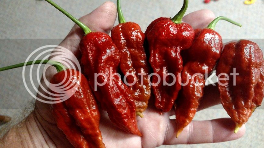 bhut-jolokia-ghost-pepper-caramel-1_zpsxh0gno5g.jpg