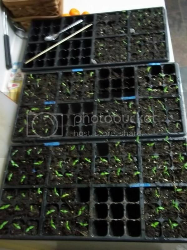 seedlingtrays.jpg