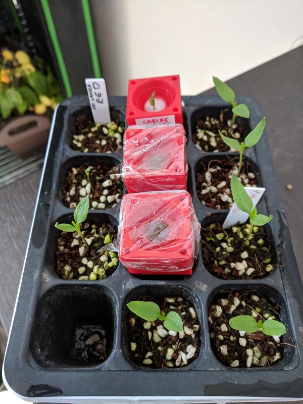 seedling-tray-1.jpg