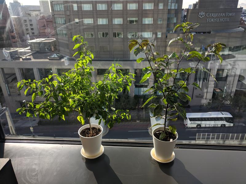 office-plants.jpg