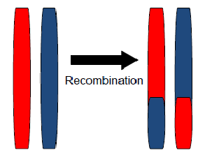 recombination_image.png