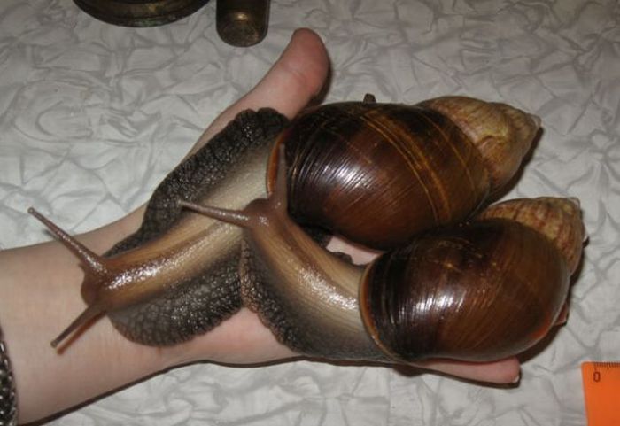 giant_snails_14.jpg