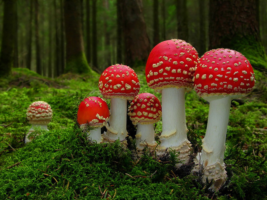 mushrooms-amanita-24.jpg