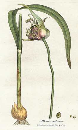 Allium_sativum_Woodwill_1793.jpg