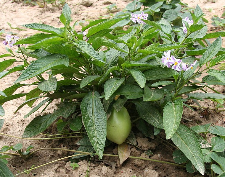 760px-Solanum_muricatum_Flower_and_Fruit.jpg