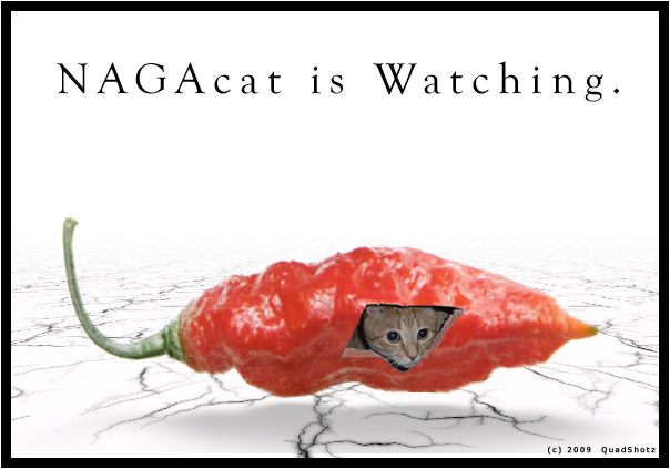 naga-cat.jpg