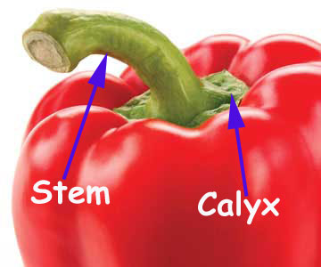 Stem-and-calyx-pepper.jpg