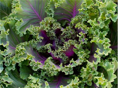 Greens-Ornamental-Fringed-Kale--%281%29.jpg