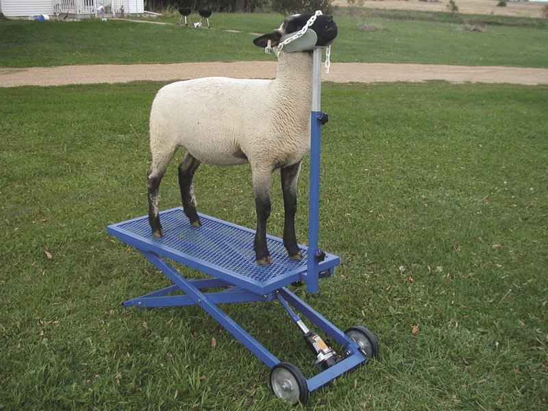hydraulic_stand_with_sheep_780_sheep_goats.jpg