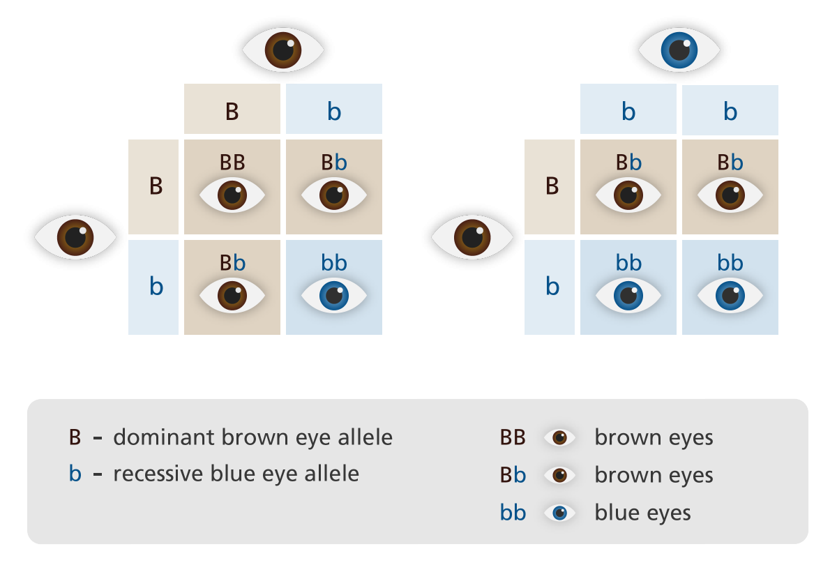 punnett_square_eyes_yourgenome.png