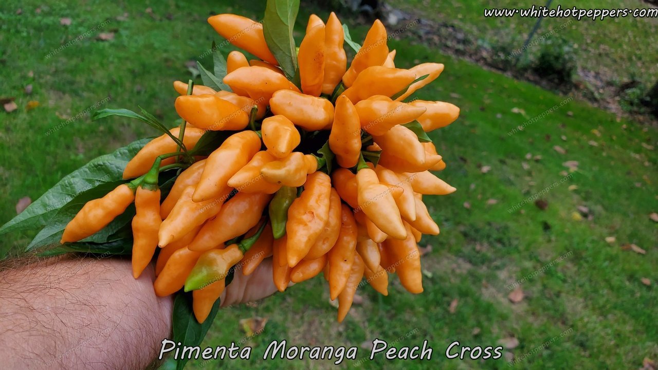 pimenta-moranga-peach-cross-6_2048x.jpg