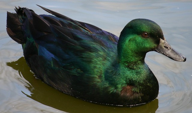green-duck.jpg