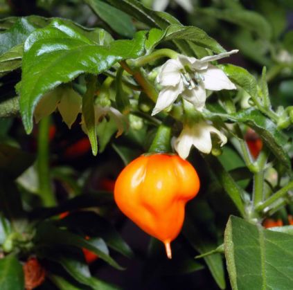 problems-growing-hydroponic-peppers.jpg