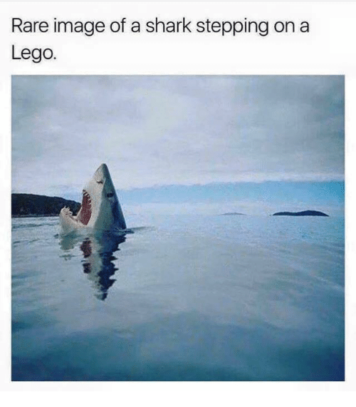 rare-image-of-a-shark-stepping-on-a-lego-5612412.png