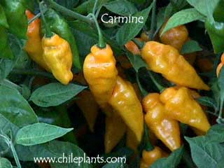 carmine-pepper-plants.jpg