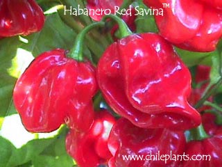 habanero-red-savina-pepper-plants.jpg