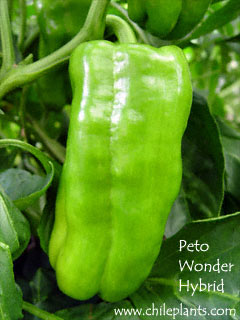 peto-wonder-hybrid-pepper-plants.jpg