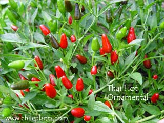 thai-hot-ornamental-pepper-plants.jpg