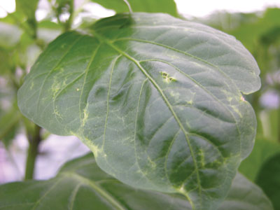 4053-pepper-leaf-damage-by-wft-ferguson.jpg