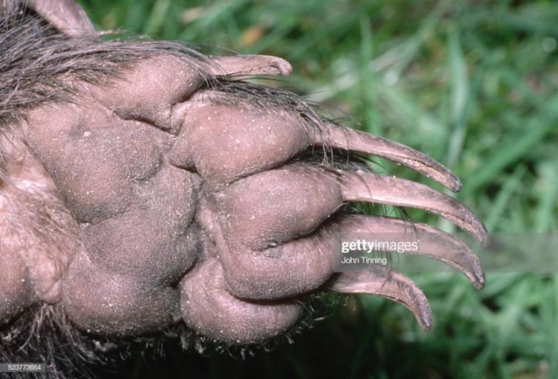 gettyimages-523773664-1024x1024.jpg