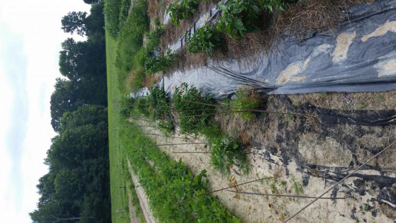 20150723_121316.jpg
