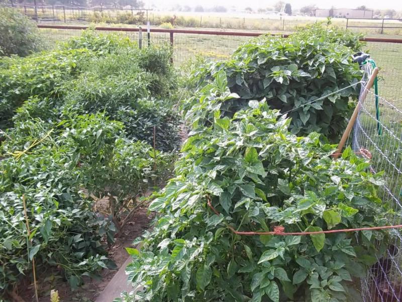 oct garden3.jpg