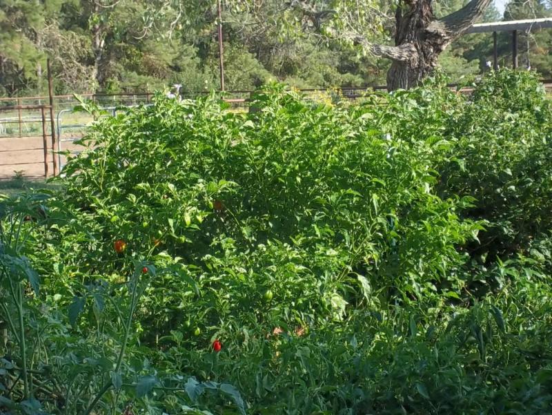 oct garden 2.jpg
