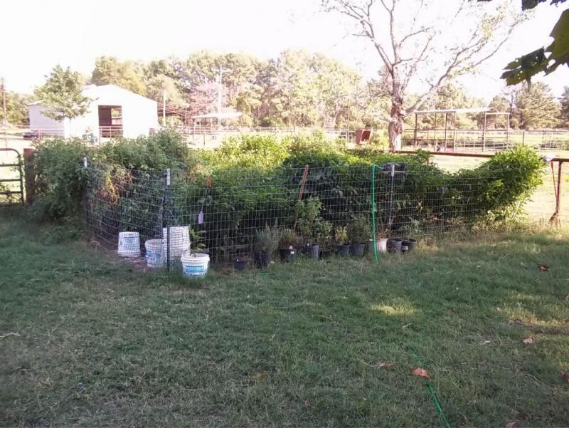 oct garden.jpg