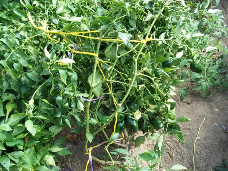 oct garden7.jpg