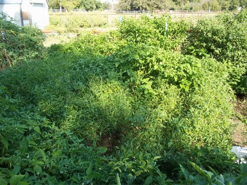 oct garden1.jpg