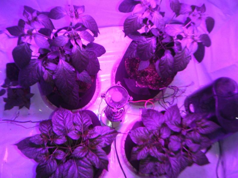 DSCF10074.JPG