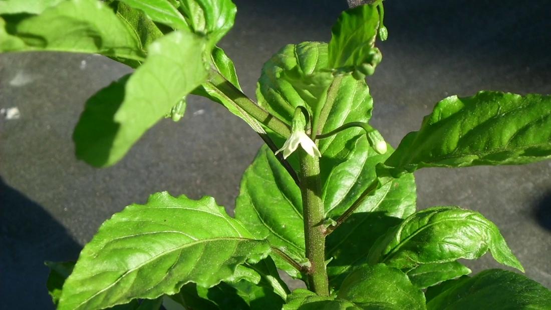 1st Bhut Flower.JPG