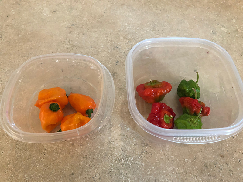 1st peppers.jpg