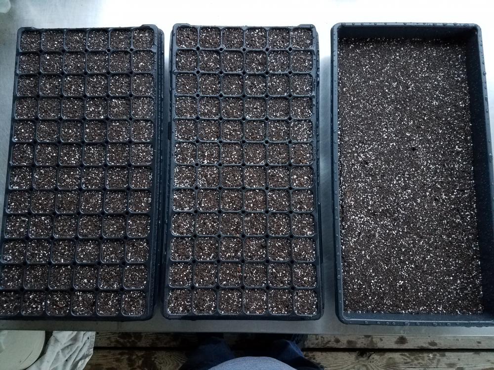 2-72 cell trays and a microgreens tray ready to go 20180210_173747.jpg