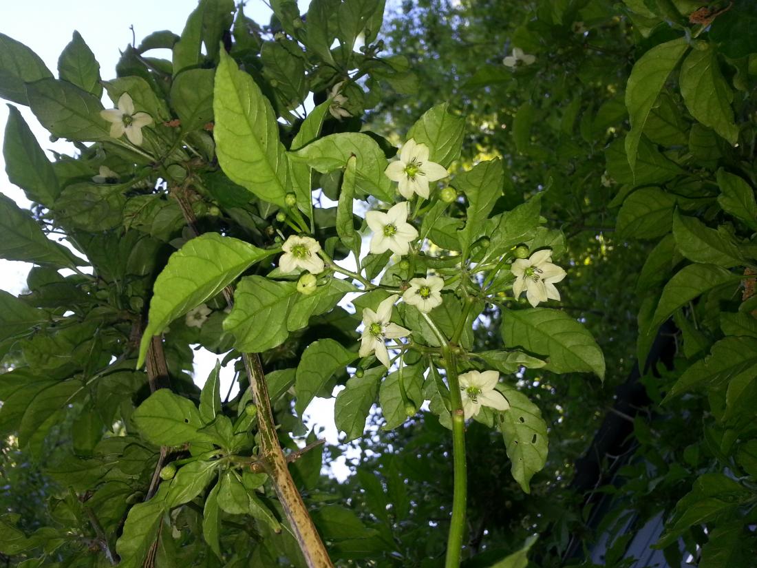 Redskull's pics of stuff growing in South Ms `16